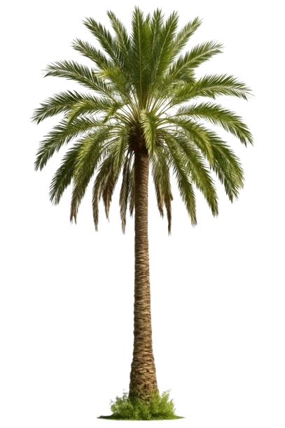 Palm tree